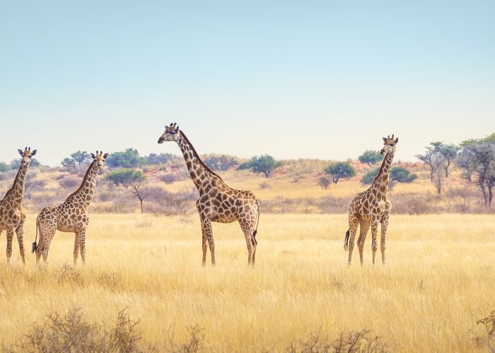 Explore Africa. Panoramic landscape with a group of giraffes in Kalahari Desert, Namibia