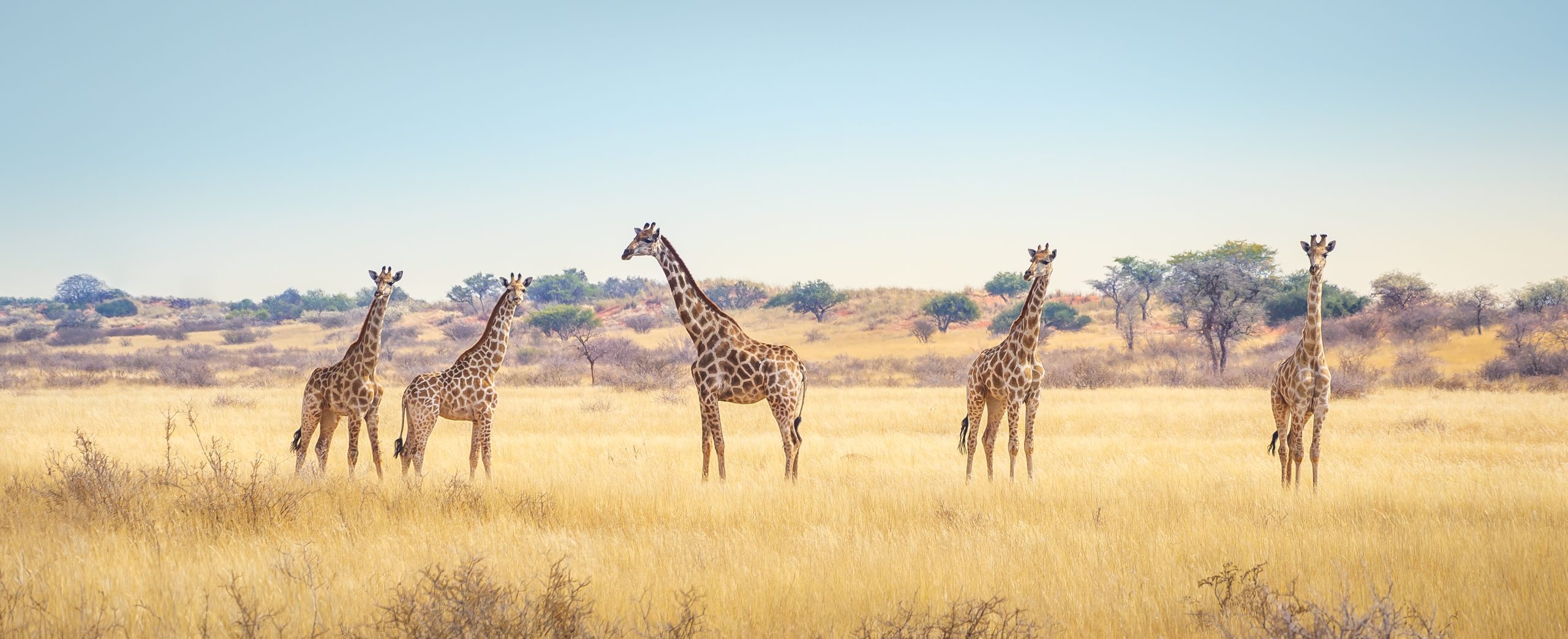 Explore Africa. Panoramic landscape with a group of giraffes in Kalahari Desert, Namibia