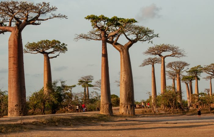 Explore Africa, Destination Madagascar