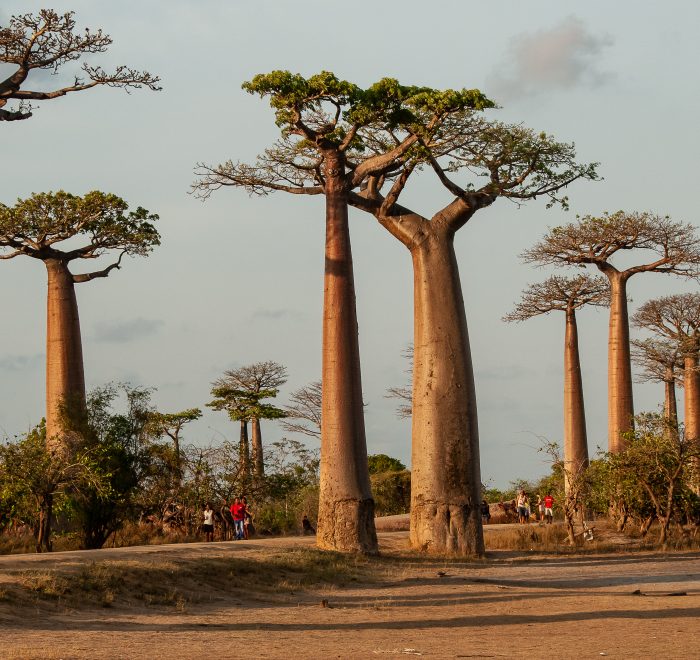 Explore Africa, Destination Madagascar